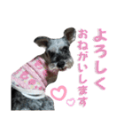 チャッピーちゃん スタンプNo3（個別スタンプ：5）