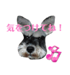 チャッピーちゃん スタンプNo3（個別スタンプ：10）
