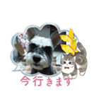 チャッピーちゃん スタンプNo3（個別スタンプ：12）