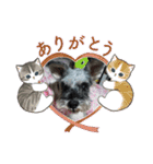 チャッピーちゃん スタンプNo3（個別スタンプ：17）