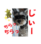 チャッピーちゃん スタンプNo3（個別スタンプ：25）