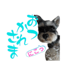 チャッピーちゃん スタンプNo3（個別スタンプ：36）