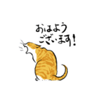 筆絵風の猫(敬語・茶トラ白)（個別スタンプ：1）