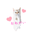 lovely チャコミミ（個別スタンプ：2）