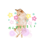 lovely チャコミミ（個別スタンプ：3）