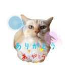 lovely チャコミミ（個別スタンプ：7）