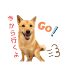 元保護犬 コタロー日和①（個別スタンプ：4）