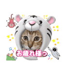 猫❤️冬スタンプ❤️キジトラ ミケ❤️part2（個別スタンプ：2）