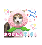 猫❤️冬スタンプ❤️キジトラ ミケ❤️part2（個別スタンプ：3）