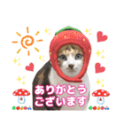 猫❤️冬スタンプ❤️キジトラ ミケ❤️part2（個別スタンプ：4）