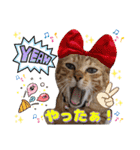 猫❤️冬スタンプ❤️キジトラ ミケ❤️part2（個別スタンプ：5）