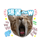 猫❤️冬スタンプ❤️キジトラ ミケ❤️part2（個別スタンプ：6）