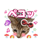 猫❤️冬スタンプ❤️キジトラ ミケ❤️part2（個別スタンプ：8）