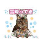 猫❤️冬スタンプ❤️キジトラ ミケ❤️part2（個別スタンプ：11）