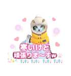 猫❤️冬スタンプ❤️キジトラ ミケ❤️part2（個別スタンプ：12）