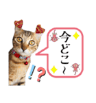 猫❤️冬スタンプ❤️キジトラ ミケ❤️part2（個別スタンプ：13）