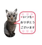 猫❤️冬スタンプ❤️キジトラ ミケ❤️part2（個別スタンプ：16）