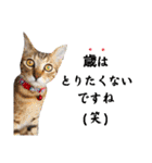 猫❤️冬スタンプ❤️キジトラ ミケ❤️part2（個別スタンプ：20）