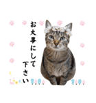 猫❤️冬スタンプ❤️キジトラ ミケ❤️part2（個別スタンプ：23）