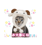 猫❤️冬スタンプ❤️キジトラ ミケ❤️part2（個別スタンプ：24）
