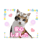 猫❤️冬スタンプ❤️キジトラ ミケ❤️part2（個別スタンプ：25）