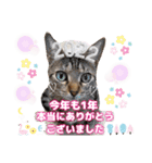 猫❤️冬スタンプ❤️キジトラ ミケ❤️part2（個別スタンプ：30）