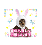 猫❤️冬スタンプ❤️キジトラ ミケ❤️part2（個別スタンプ：32）