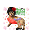 猫❤️冬スタンプ❤️キジトラ ミケ❤️part2（個別スタンプ：35）