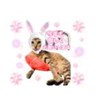 猫❤️冬スタンプ❤️キジトラ ミケ❤️part2（個別スタンプ：36）