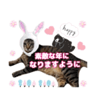 猫❤️冬スタンプ❤️キジトラ ミケ❤️part2（個別スタンプ：37）