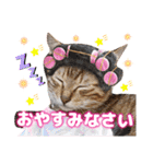 猫❤️冬スタンプ❤️キジトラ ミケ❤️part2（個別スタンプ：39）