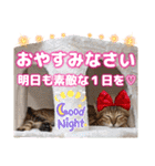 猫❤️冬スタンプ❤️キジトラ ミケ❤️part2（個別スタンプ：40）