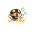 犬猫豚（個別スタンプ：2）