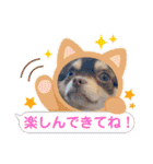 犬猫豚（個別スタンプ：8）