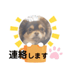 犬猫豚（個別スタンプ：9）