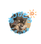 犬猫豚（個別スタンプ：10）