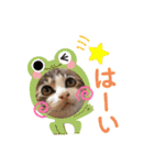 犬猫豚（個別スタンプ：15）