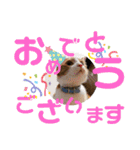 犬猫豚（個別スタンプ：16）