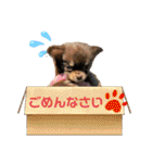 犬猫豚（個別スタンプ：18）