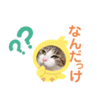 犬猫豚（個別スタンプ：19）