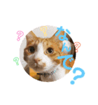 犬猫豚（個別スタンプ：20）