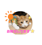 犬猫豚（個別スタンプ：21）