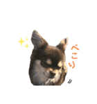 犬猫豚（個別スタンプ：22）