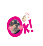 犬猫豚（個別スタンプ：23）