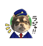 犬猫豚（個別スタンプ：24）