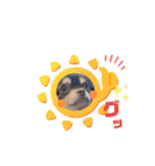 犬猫豚（個別スタンプ：25）