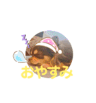 犬猫豚（個別スタンプ：26）
