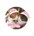 犬猫豚（個別スタンプ：27）