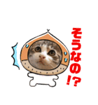 犬猫豚（個別スタンプ：30）