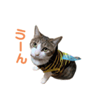 犬猫豚（個別スタンプ：32）